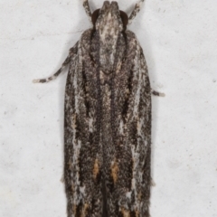 Ardozyga undescribed species nr amblopis (A Gelechioid moth) at Melba, ACT - 1 Sep 2021 by kasiaaus