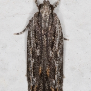 Ardozyga undescribed species nr amblopis at Melba, ACT - 1 Sep 2021