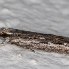 Ardozyga undescribed species nr amblopis at Melba, ACT - 1 Sep 2021