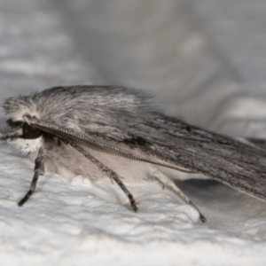 Cyneoterpna wilsoni at Melba, ACT - 2 Sep 2021 01:07 AM