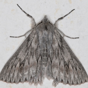 Cyneoterpna wilsoni at Melba, ACT - 2 Sep 2021