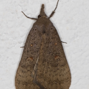 Rhapsa suscitatalis at Melba, ACT - 2 Sep 2021