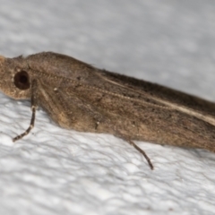 Rhapsa suscitatalis at Melba, ACT - 2 Sep 2021