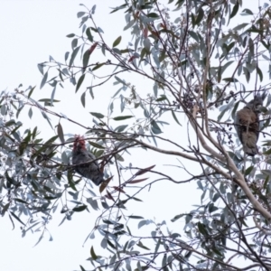 Callocephalon fimbriatum at Penrose, NSW - suppressed