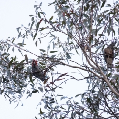 Callocephalon fimbriatum (Gang-gang Cockatoo) at Penrose, NSW - 2 Sep 2021 by Aussiegall