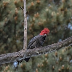 Callocephalon fimbriatum at Penrose, NSW - suppressed