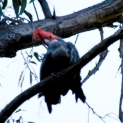 Callocephalon fimbriatum at Penrose, NSW - suppressed