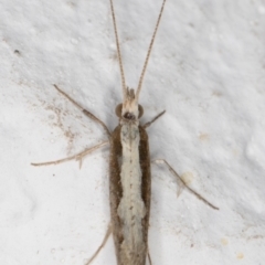 Plutella xylostella (Diamondback Moth) at Melba, ACT - 4 Sep 2021 by kasiaaus