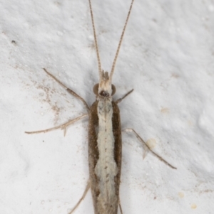 Plutella xylostella at Melba, ACT - 4 Sep 2021