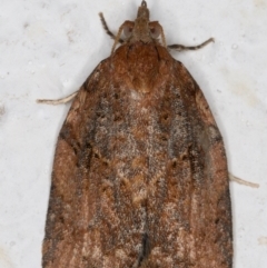 Epiphyas (genus) (A Tortrid moth) at Melba, ACT - 2 Sep 2021 by kasiaaus