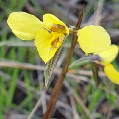 Diuris chryseopsis (Golden Moth) at Mount Painter - 6 Sep 2021 by drakes