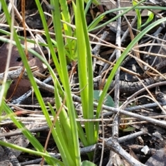 Diuris chryseopsis at Cook, ACT - suppressed