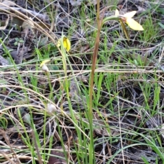 Diuris chryseopsis at Cook, ACT - suppressed