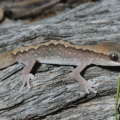 Diplodactylus vittatus (Eastern Stone Gecko) at Nullamanna, NSW - 20 Sep 2018 by Harrisi