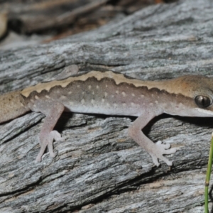 Diplodactylus vittatus at Nullamanna, NSW - 20 Sep 2018