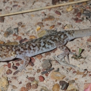 Heteronotia binoei at Nullamanna, NSW - 20 Sep 2018