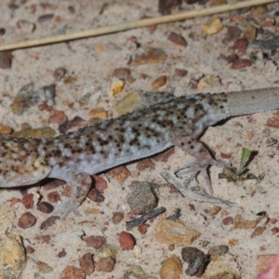 Heteronotia binoei (Bynoe's Gecko) at Nullamanna, NSW - 20 Sep 2018 by Harrisi