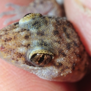 Heteronotia binoei at Nullamanna, NSW - 20 Sep 2018