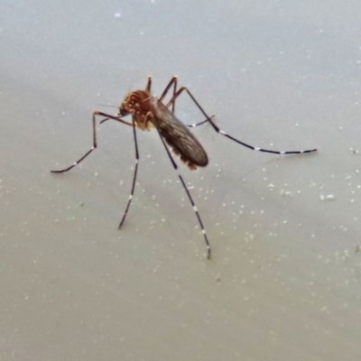 Aedes sp. (genus) (Mosquito) at Wanniassa Hill - 7 Sep 2021 by RodDeb