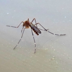 Aedes sp. (genus) at Macarthur, ACT - 7 Sep 2021 02:08 PM