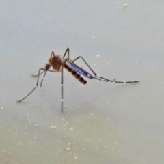 Aedes sp. (genus) at Macarthur, ACT - 7 Sep 2021 02:08 PM