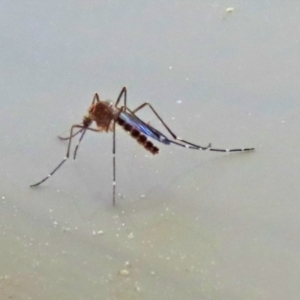 Aedes sp. (genus) at Macarthur, ACT - 7 Sep 2021 02:08 PM