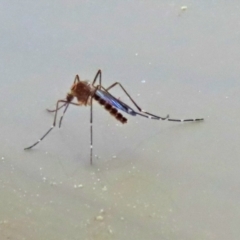 Aedes sp. (genus) at Macarthur, ACT - 7 Sep 2021