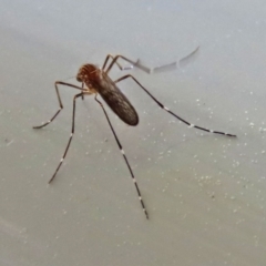 Aedes sp. (genus) at Macarthur, ACT - 7 Sep 2021 02:08 PM