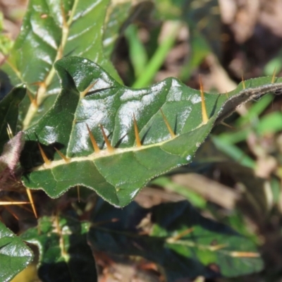 Solanum cinereum (Narrawa Burr) at Wanniassa Hill - 7 Sep 2021 by RodDeb