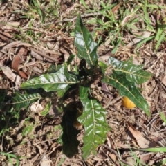 Solanum cinereum at Macarthur, ACT - 7 Sep 2021