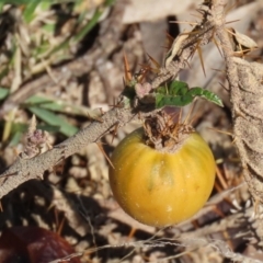 Solanum cinereum at Macarthur, ACT - 7 Sep 2021