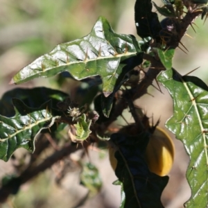 Solanum cinereum at Macarthur, ACT - 7 Sep 2021