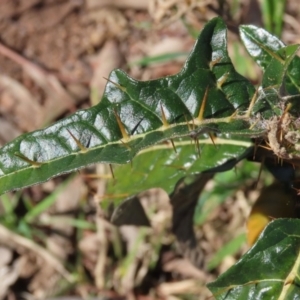 Solanum cinereum at Macarthur, ACT - 7 Sep 2021