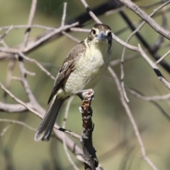 Cracticus torquatus (Grey Butcherbird) at Macarthur, ACT - 7 Sep 2021 by RodDeb