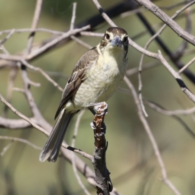 Cracticus torquatus (Grey Butcherbird) at Wanniassa Hill - 7 Sep 2021 by RodDeb