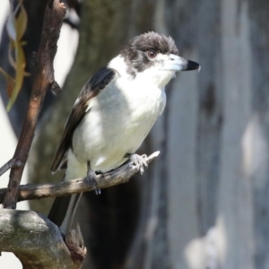 Cracticus torquatus at Macarthur, ACT - 7 Sep 2021