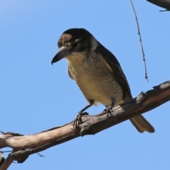 Cracticus torquatus at Macarthur, ACT - 7 Sep 2021