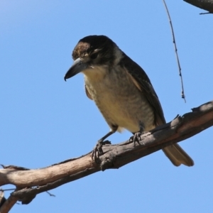 Cracticus torquatus at Macarthur, ACT - 7 Sep 2021