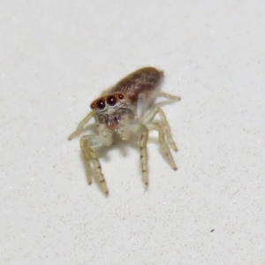 Opisthoncus sp. (genus) at Macarthur, ACT - 7 Sep 2021