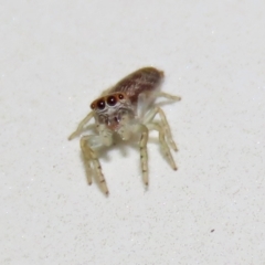 Opisthoncus sp. (genus) (Unidentified Opisthoncus jumping spider) at Macarthur, ACT - 7 Sep 2021 by RodDeb
