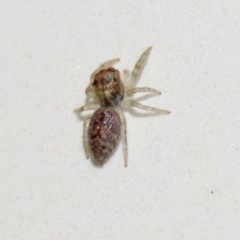Opisthoncus sp. (genus) at Macarthur, ACT - 7 Sep 2021