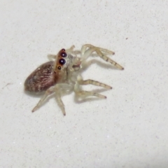 Opisthoncus sp. (genus) at Macarthur, ACT - 7 Sep 2021