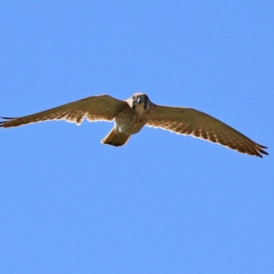 Falco cenchroides (Nankeen Kestrel) at Wanniassa Hill - 7 Sep 2021 by RodDeb