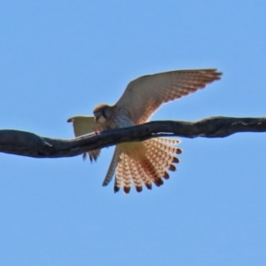 Falco cenchroides at Macarthur, ACT - 7 Sep 2021