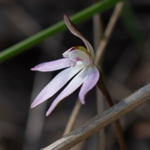 Caladenia fuscata at Downer, ACT - 7 Sep 2021