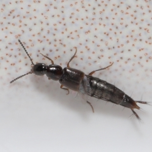 Staphylinidae (family) at Evatt, ACT - 31 Aug 2021