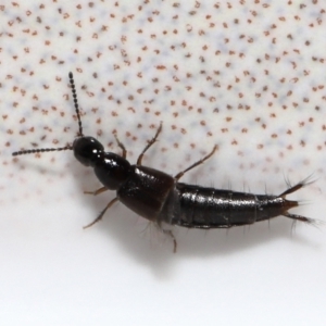 Staphylinidae (family) at Evatt, ACT - 31 Aug 2021 07:19 PM