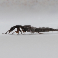 Staphylinidae (family) at Evatt, ACT - 31 Aug 2021 07:19 PM