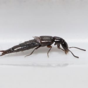 Staphylinidae (family) at Evatt, ACT - 31 Aug 2021