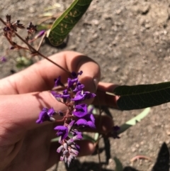 Hardenbergia violacea (False Sarsaparilla) at Wyndham, NSW - 6 Sep 2021 by Edwardkenway674r